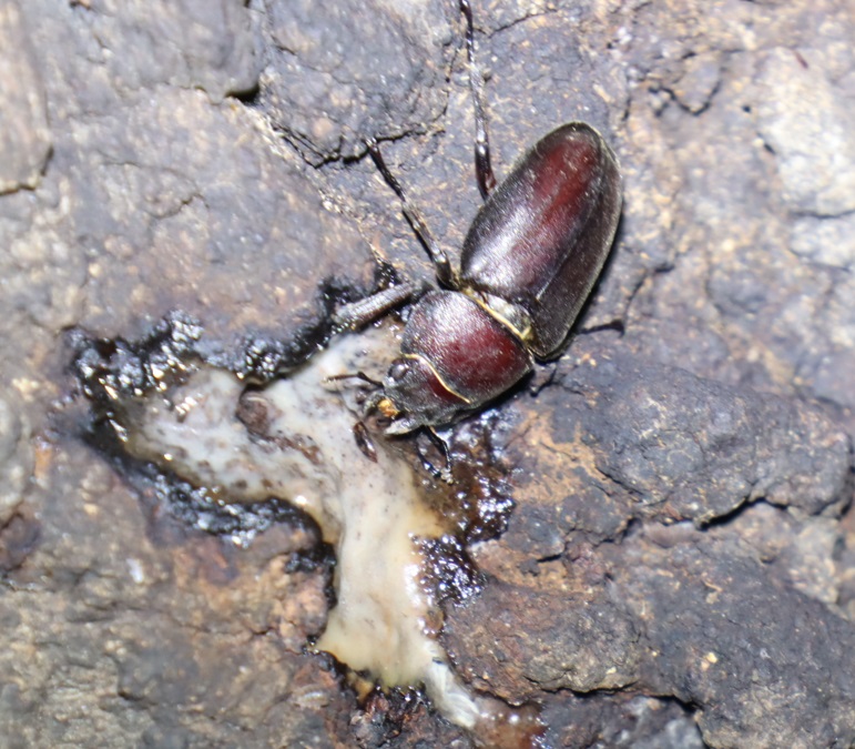 ノコギリクワガタ♀（アングル2）_No.3のクヌギ_クワガタ達のオアシス_2023年10月25日19時5分 気温15.3度